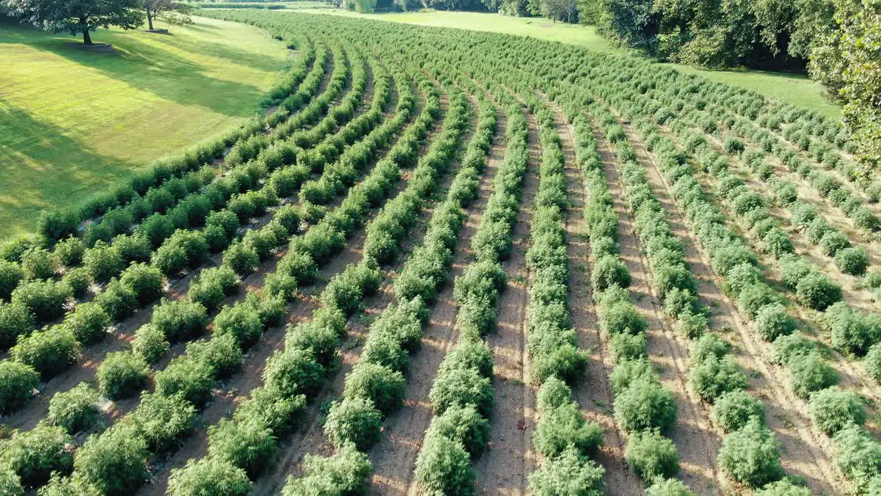 Aerial drone shot descending above field full of marijuana plants grown for medicinal purposes in Pennsylvania USA