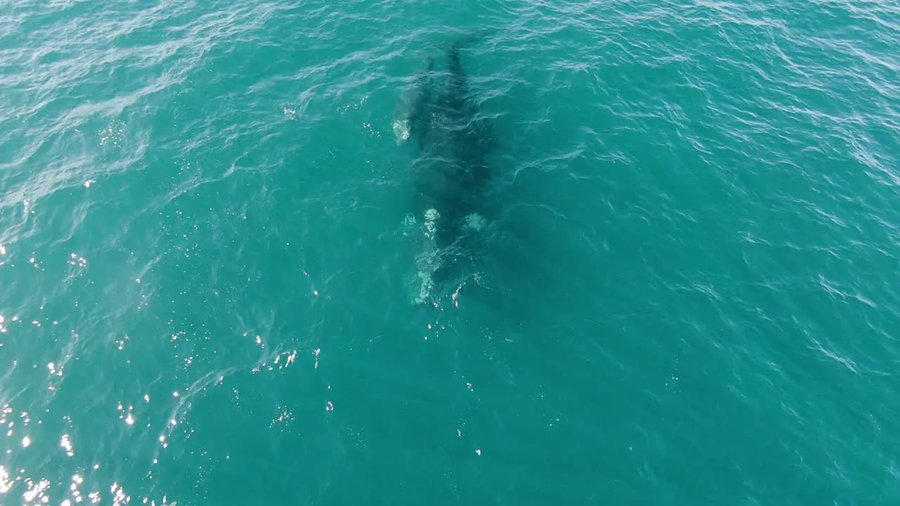 Mother and Calf Southern Right Whale Swimming in Crystal Clear Blue Ocean AERIAL DOLLY