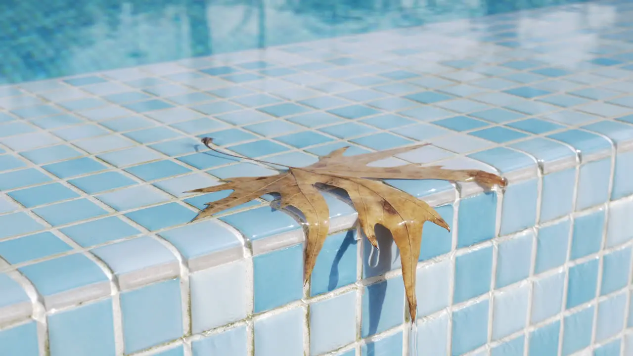 A closeup of a wet orange leaf on a swimming pool boundary