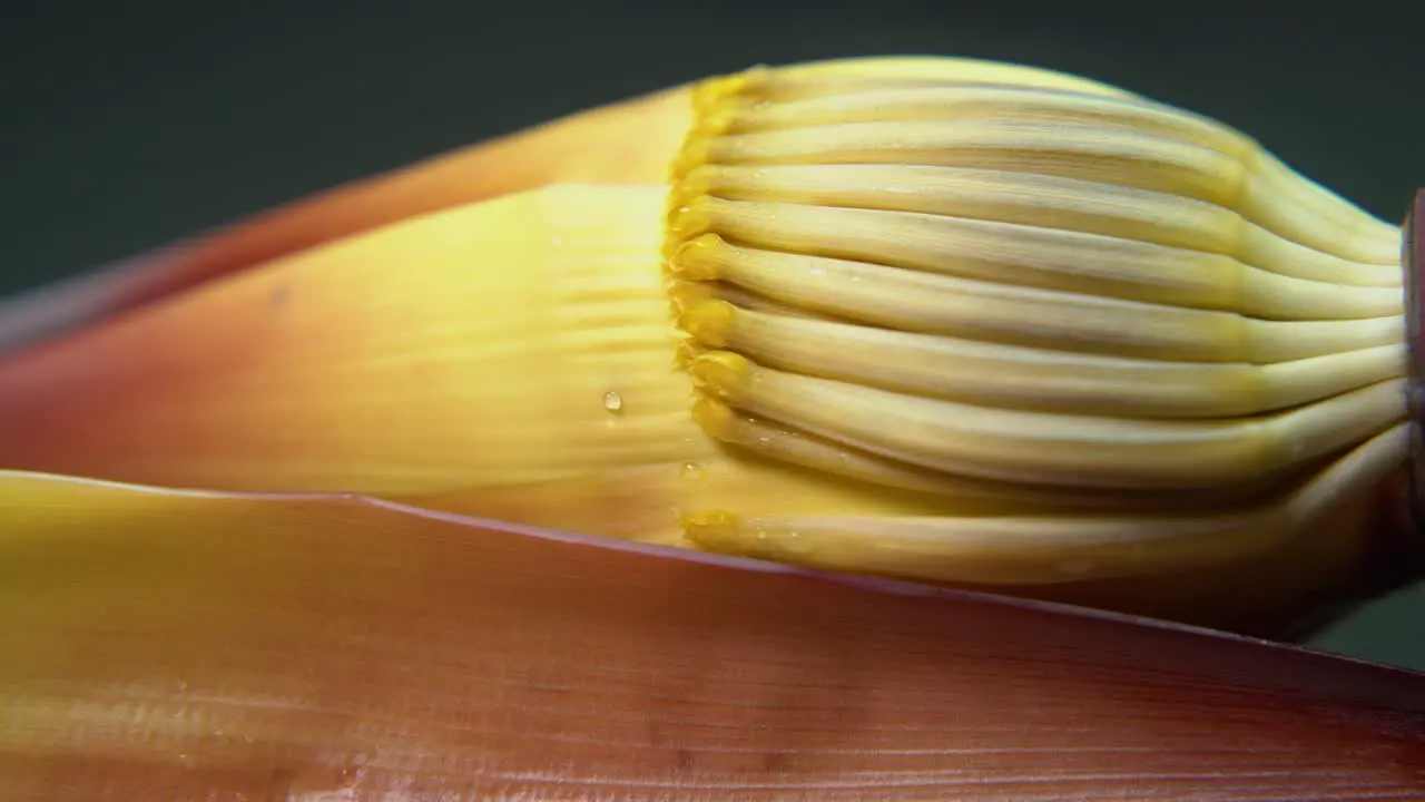 Nutrient rich banana flower or plantain flower or mocha has many nutritional benefits