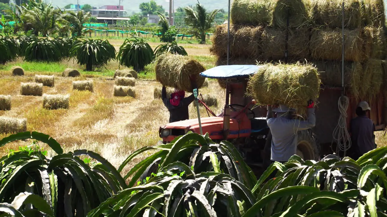 Vietnamese farming agricultural work in farm field