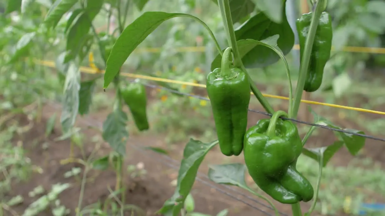 Ripe green bell peppers in an organic orchard ready for harvesting