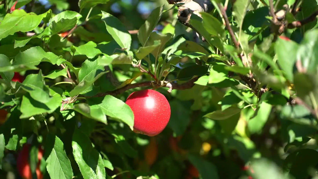 Bright red ripe apple on healthy fruit tree on sunny day