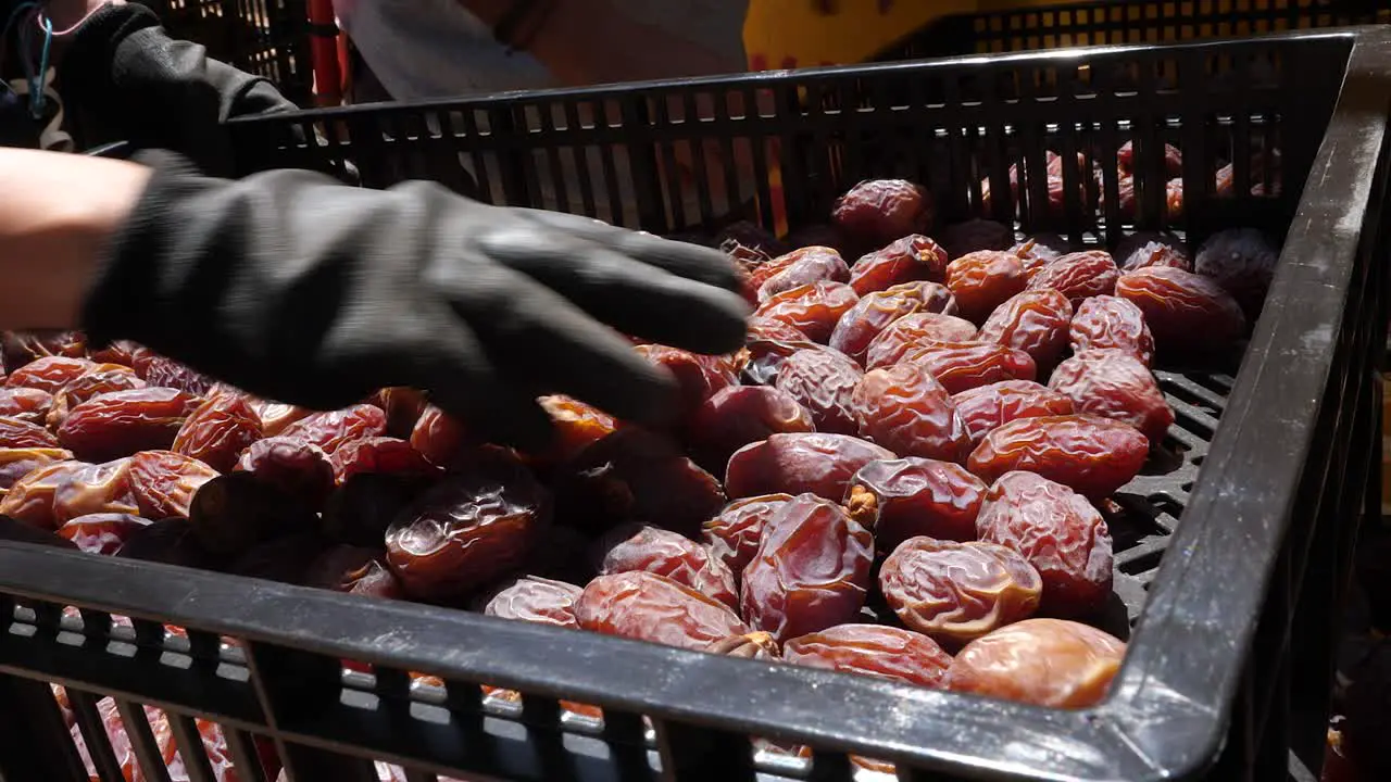 Fresh organic Medjoul date fruits sorting after harvest close up