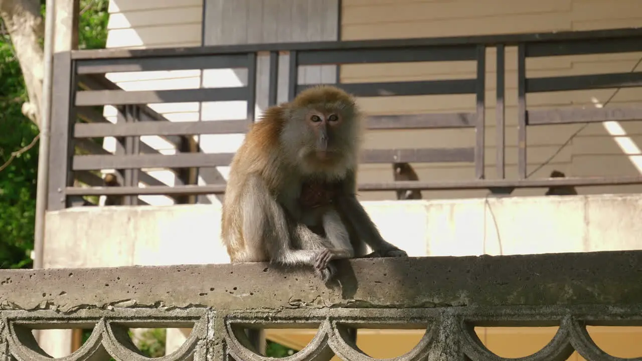 Wild monkey with young baby in the city Songkhla Thailand