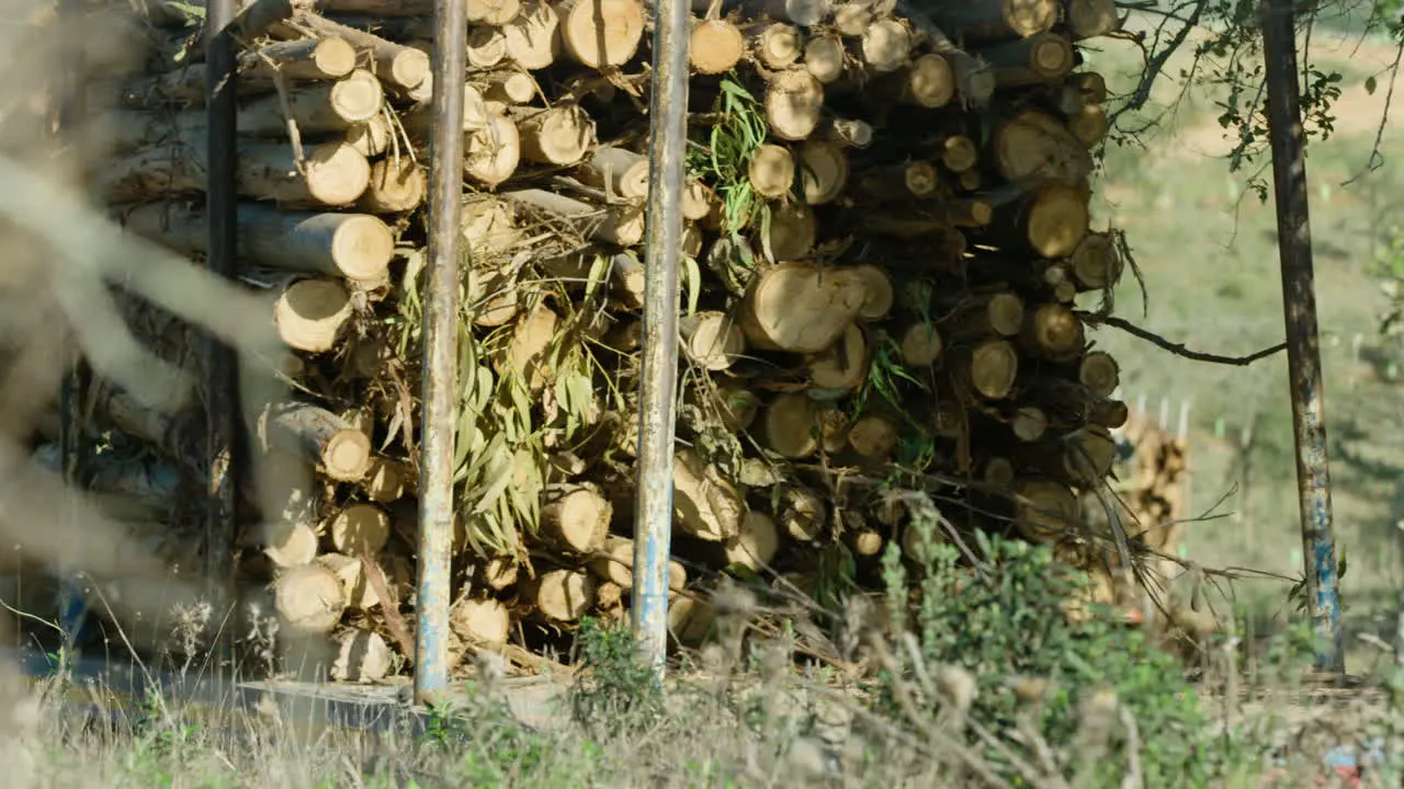 Trucks with stacks of eucalyptus lumber drive away down dirt road