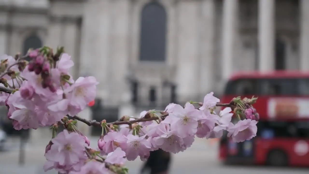 London Bus passing behind pink cherry blossom flowers slow motion spring