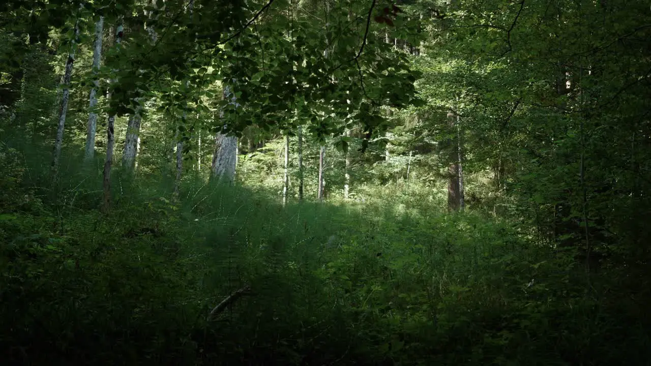 Slow trucking shot from right to left in a forest during the end of summer in switzerland