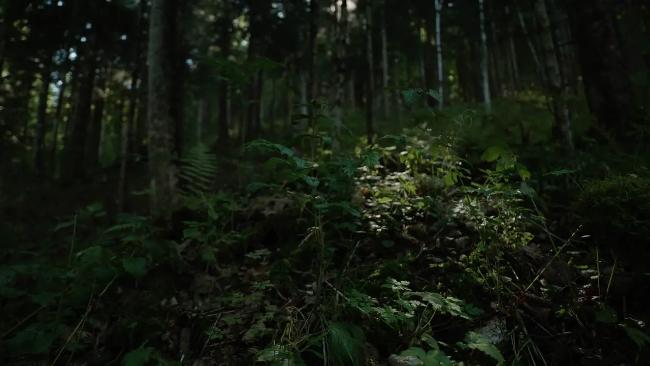 The view of a forest ground towards the end of summer