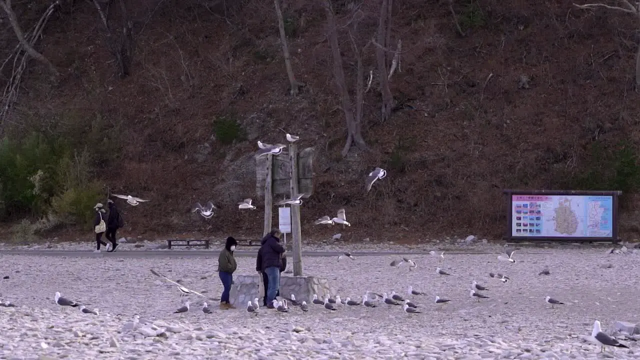 Seagulls flying around people in slow motion