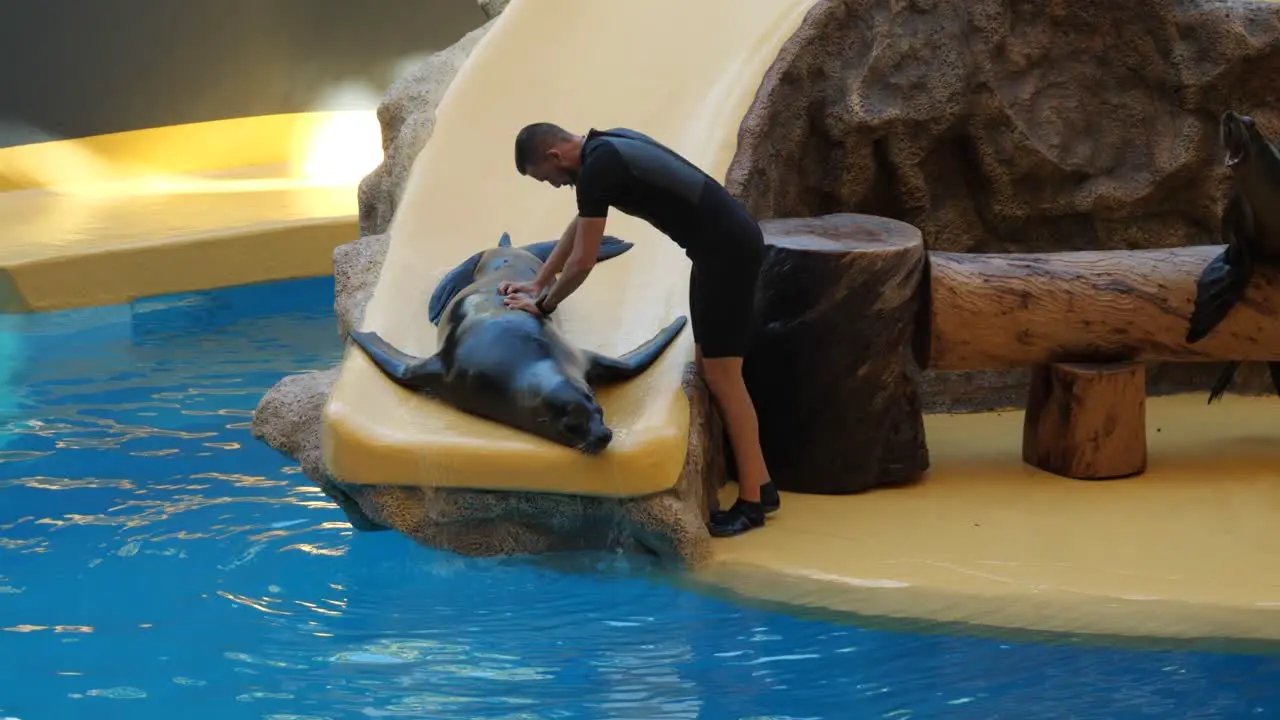 Man giving a sea lion a massage during show in Loro Parque