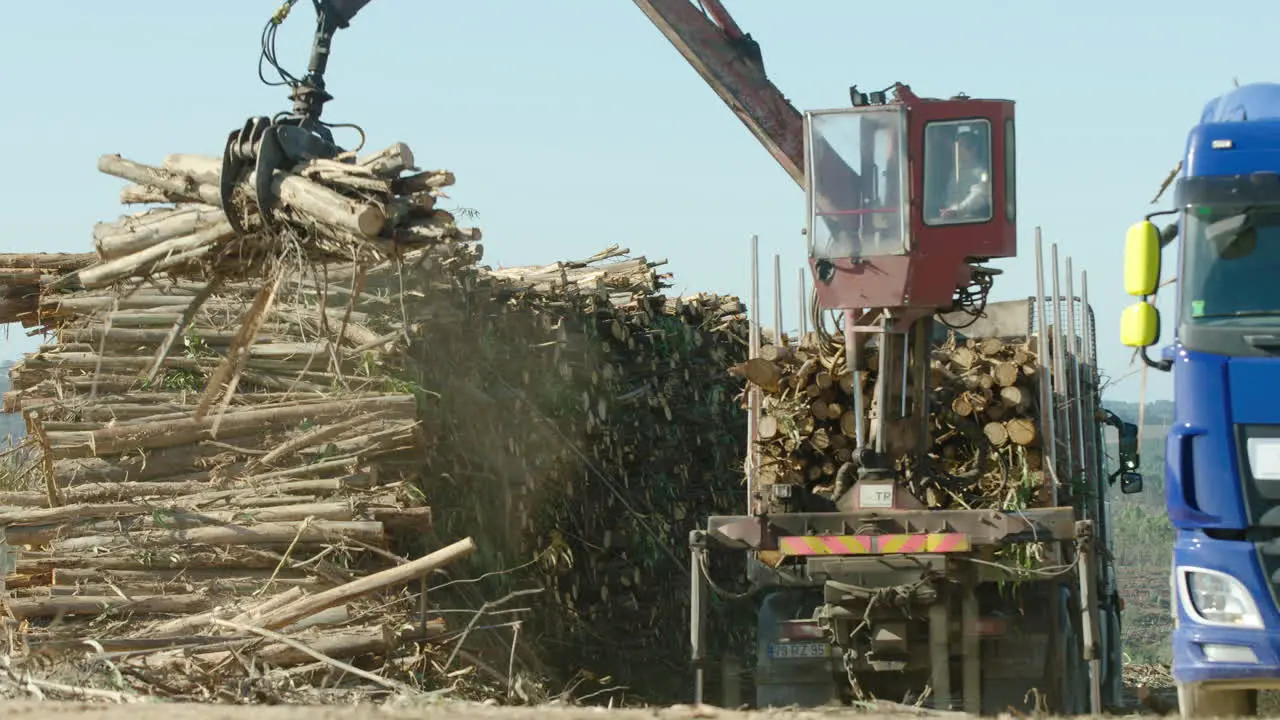 Crane operator skillfully stacks eucalyptus lumber on truck