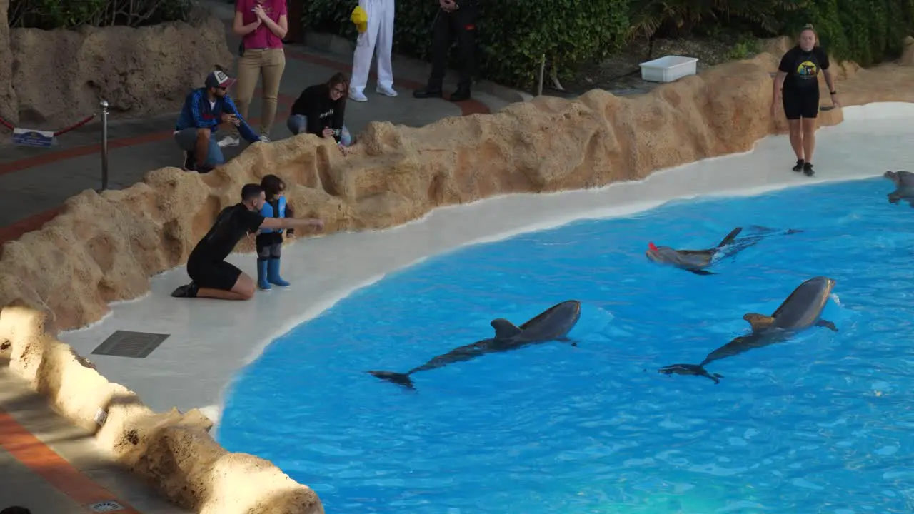 Funny moment Dolphin gives flower to little kid who throws it back into the pool