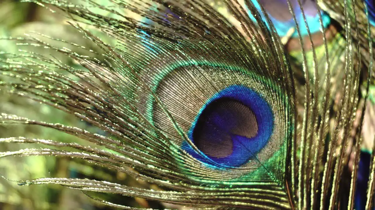 Close up of eye" on peacock feather