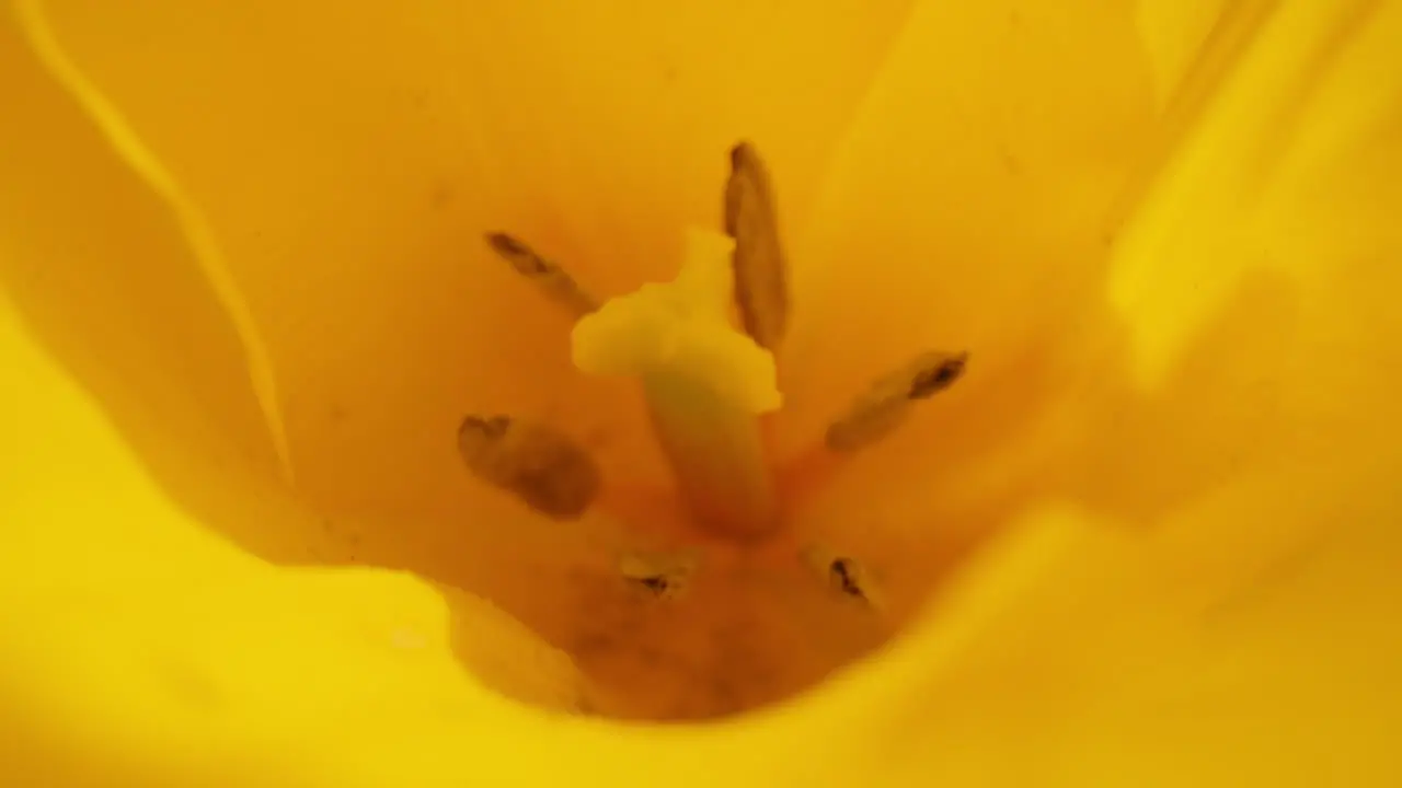 Closeup yellow petals flower blooming Macro flowers blossoming Yellow flower