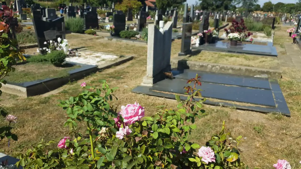 Beautiful roses with revealing shot of cemetery with marble monuments