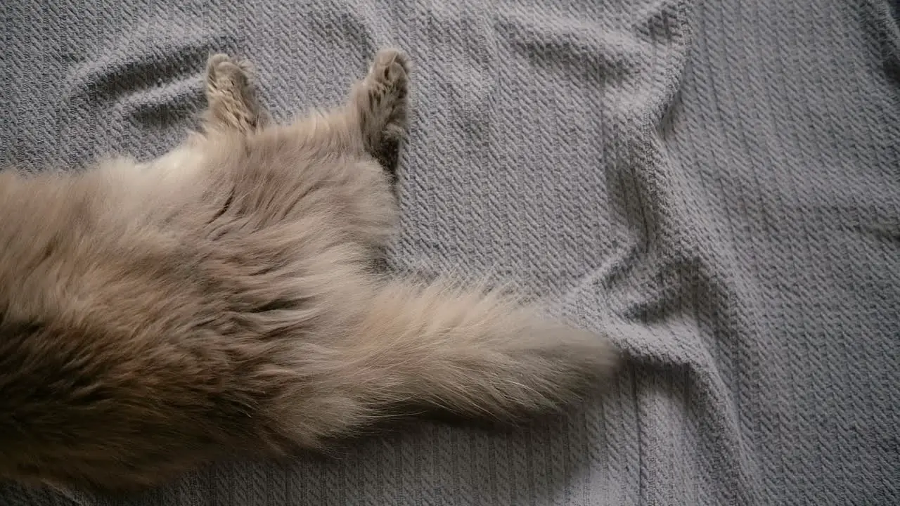 Close Up Of A Fluffly Cat's Tail Moving