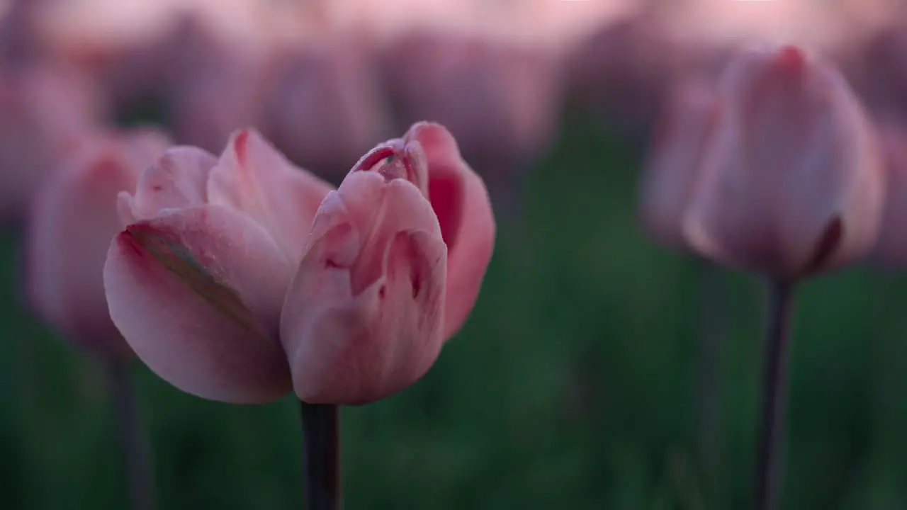 Nahaufnahme Einer Ungewöhnlichen Blume Die Im Tulpenfeld Wächst Makroaufnahme Rosa Blume Im Garten