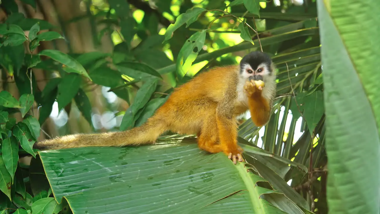 A squirrel monkey in Costa Rica's unspoiled wilderness eating a fruit