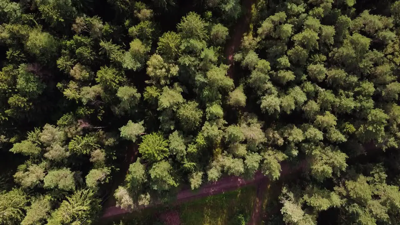 Early autumn in forest aerial top view