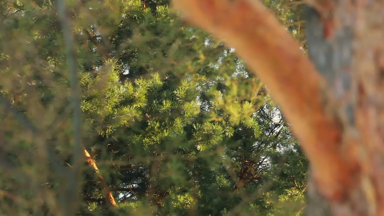 Green forest background Forest background Pine tree Pine tree trunk