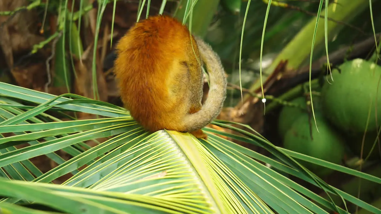 A squirrel monkey amidst dense rainforest foliage in Costa Rica