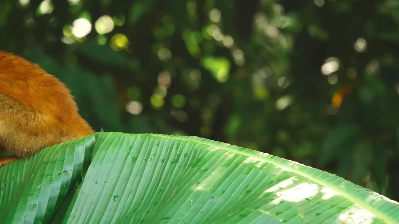 Saimiri oerstedii squirrel monkey on a leaf Costa Rica wildlife