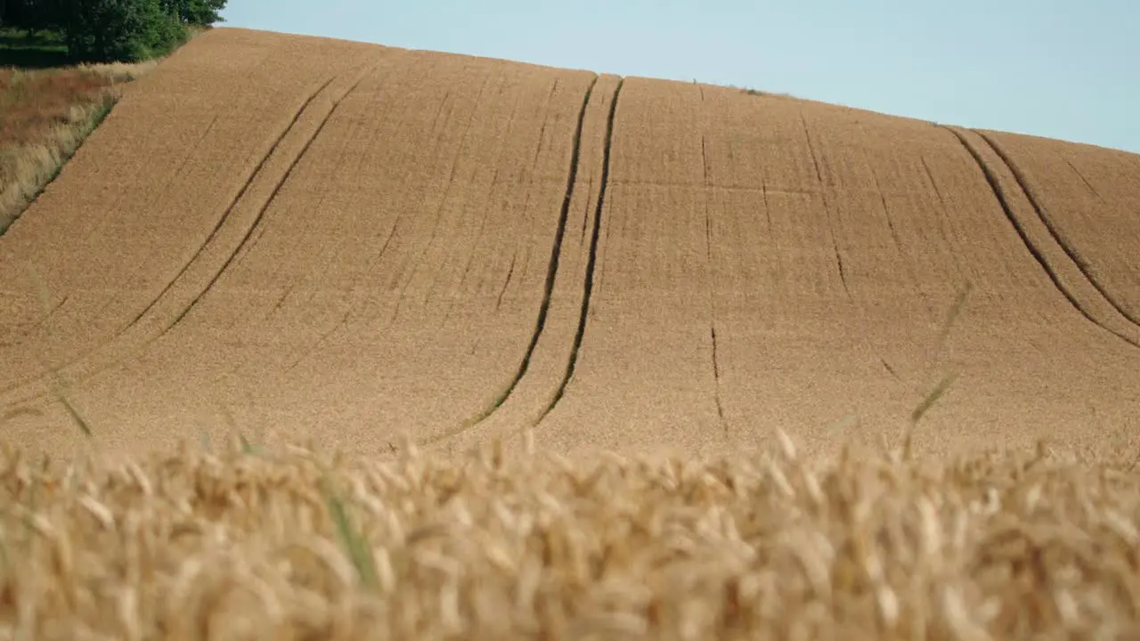 Wheat field with ears of wheat