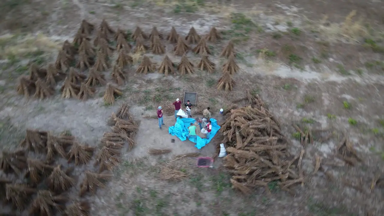 Group of Mexicans working in sesame seed field