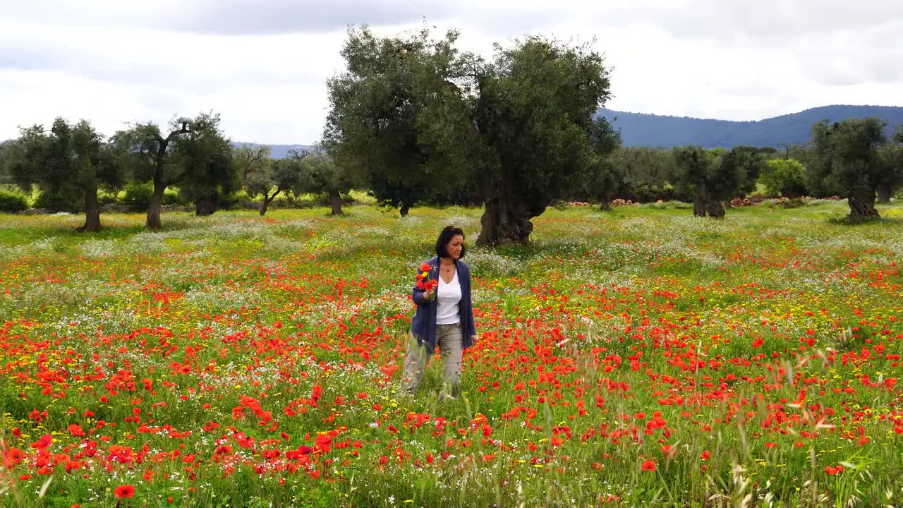 Woman picking flowers in a poppy field with old olive trees in the background in Italy