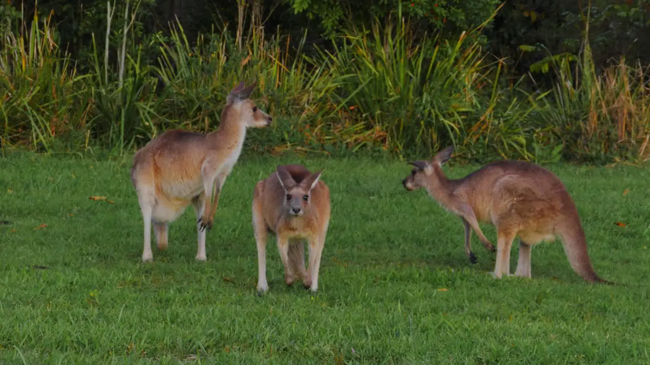 Mob Of Eastern Grey Kangaroos At The Park Queensland Australia panning shot