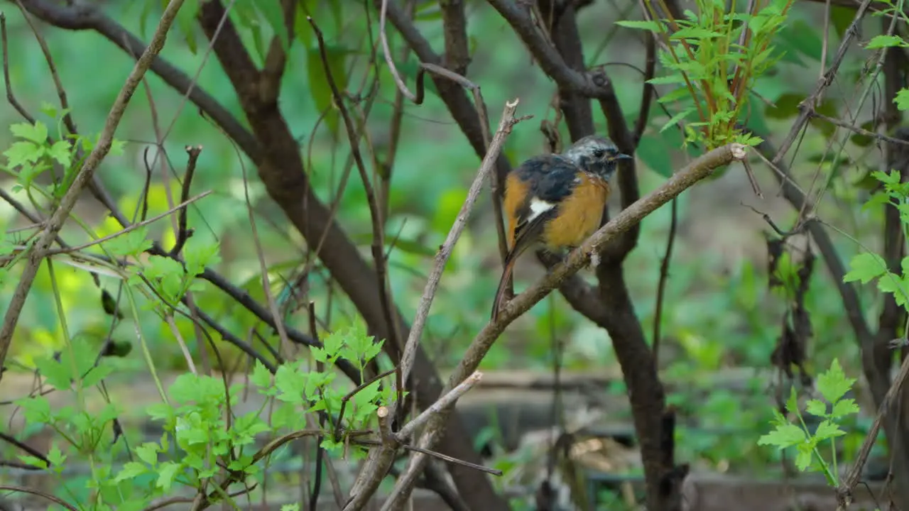 Daurian Redstart Preen Feathers Perched on Dried Bush Twig Puff Up