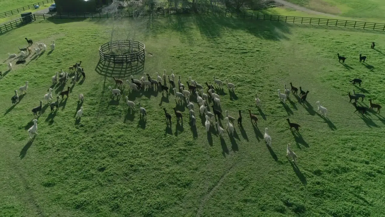 aerial of a herd of alpacas on the farm near water well