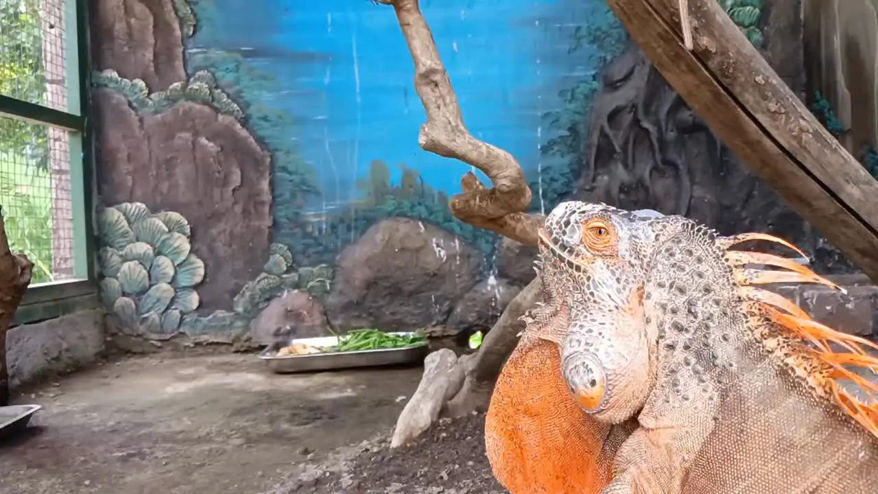 Red iguana in a reptile breeding cage