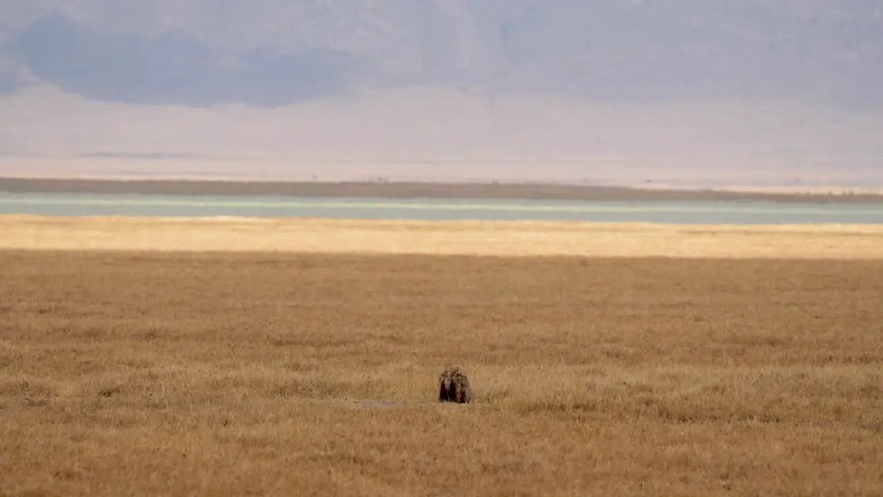 Hyena tracking for pray on grasslands with smell at Ngorongoro Crater Lake Tanzania Africa Wide angle shot