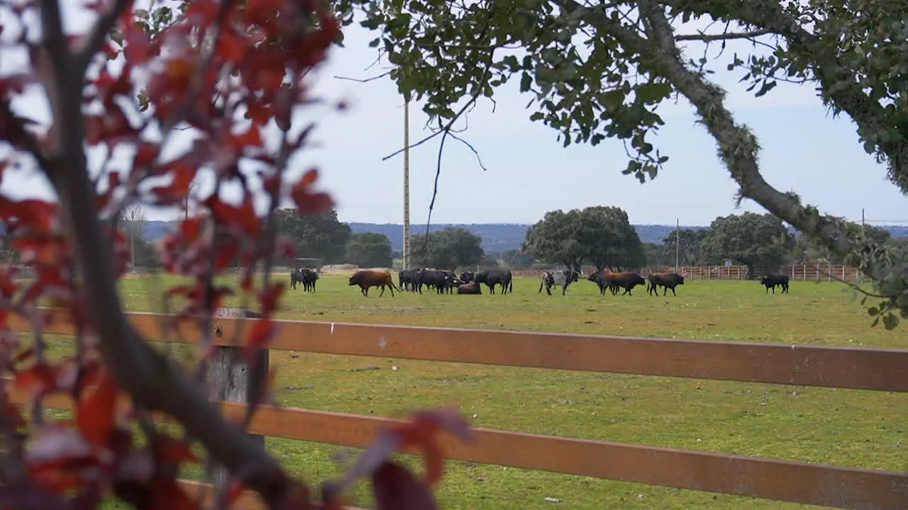 Holm Oak and bulls on a farm