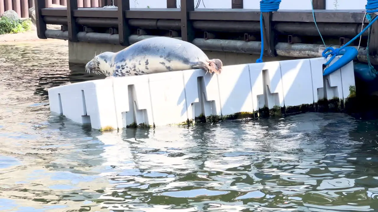 Seal resting on a floating dock by the water