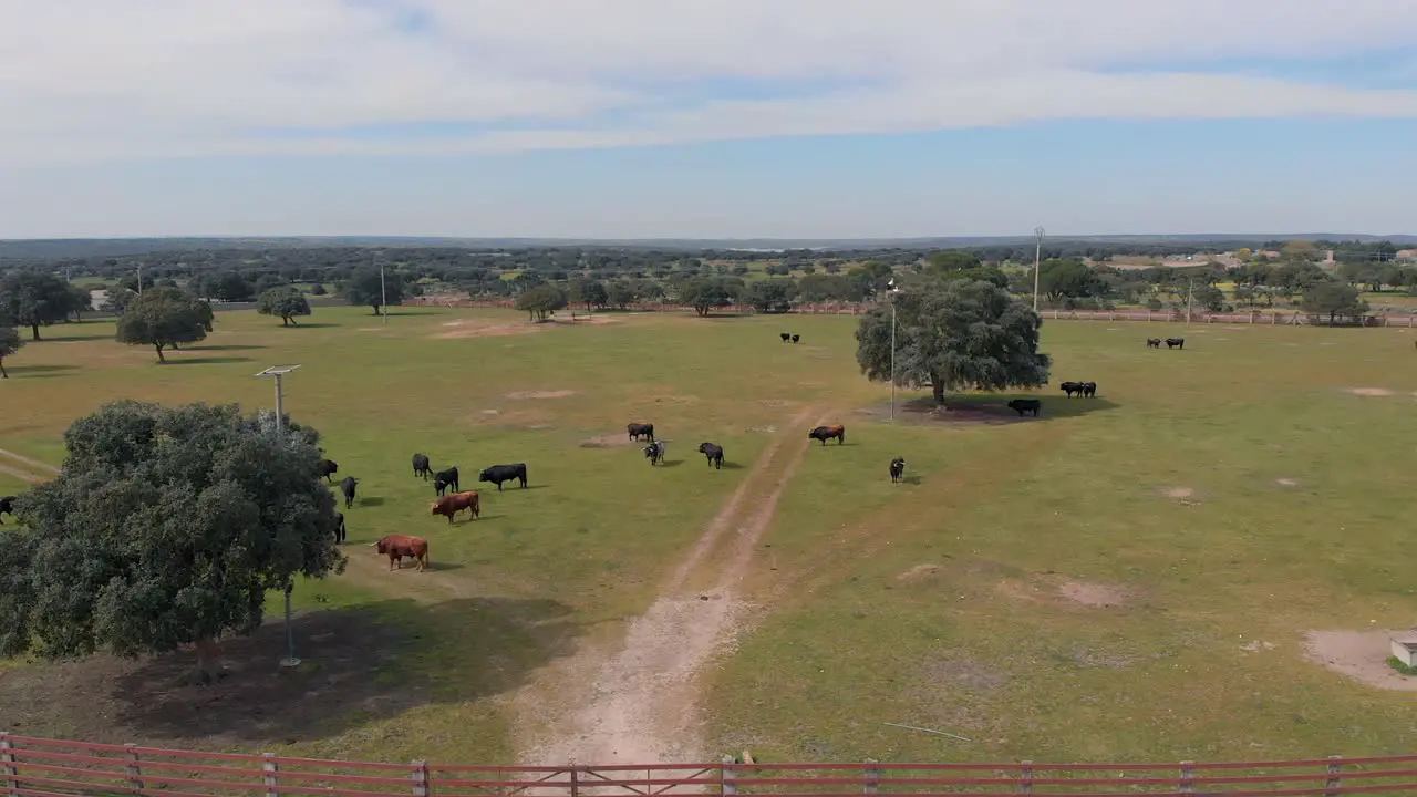 Holm Oak and bulls on a farm drone shoots