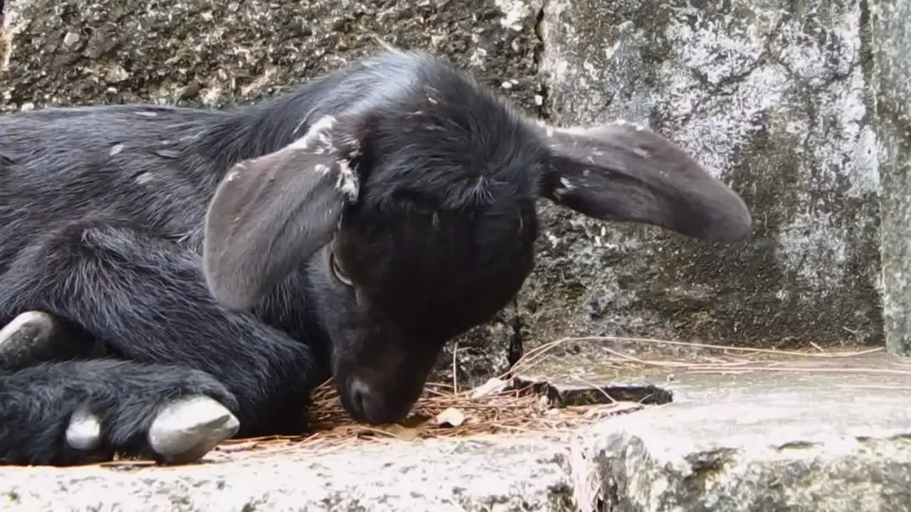 Young goat takes a break from foraging