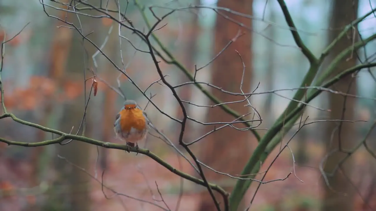 Robin standing on a branch with an orange autumnal background