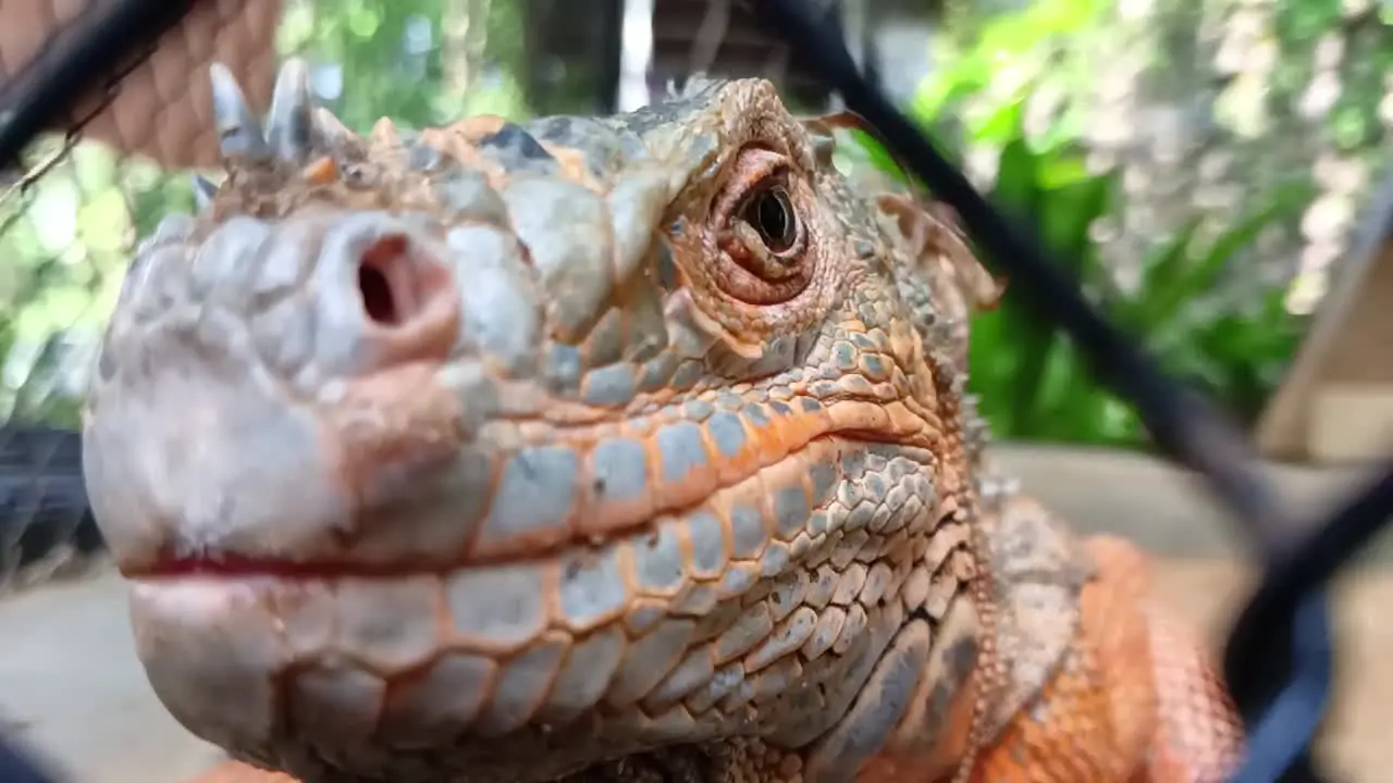 Iguana in a wire cage in a reptile sanctuary_close up