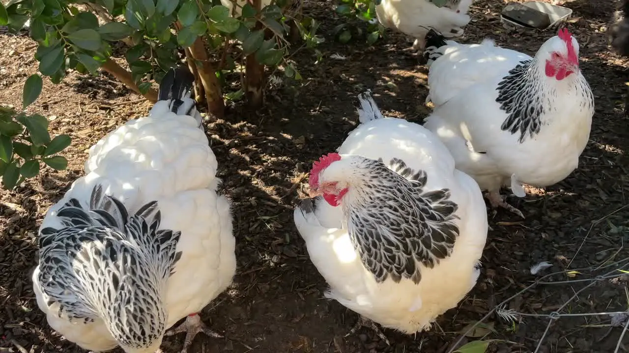 Close up three white fat chickens with black neck feathers self-cleaning