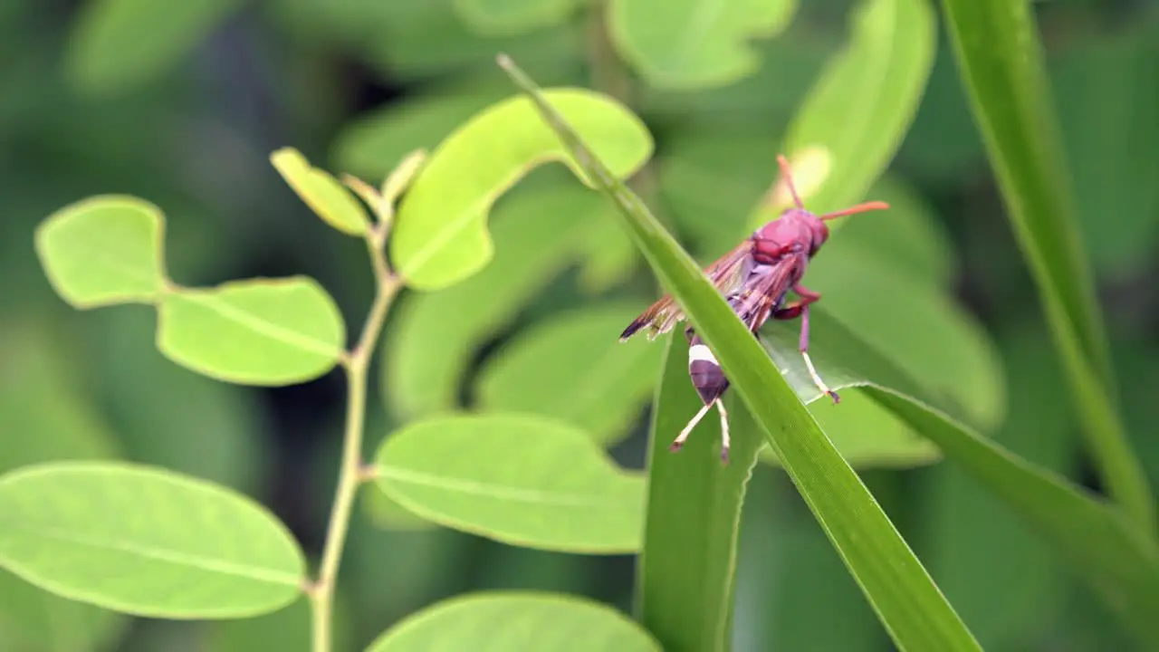 Close Shot of a Large Wasp on a Green Plant Leaf