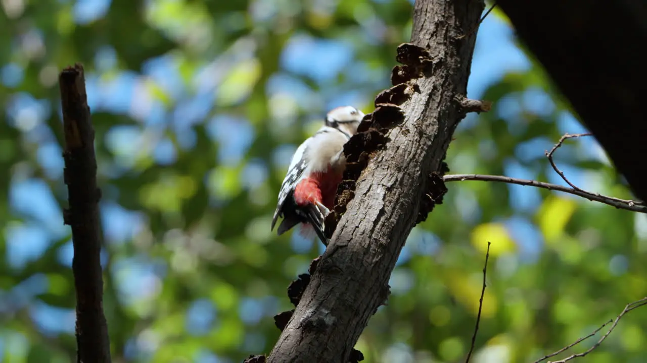 Adult Male Great Spotted Woodpecker Bird Pecking Rotten Dead Tree Bark