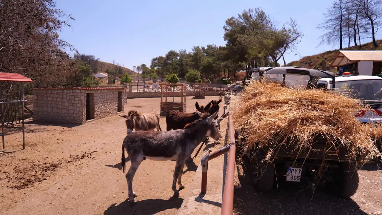 Group Of Donkeys Grazing Hay In A Rural Farm In The Daytime