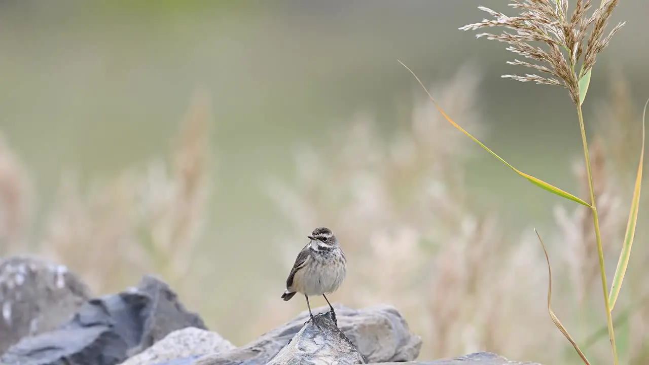 The beautiful Bird bluethroat in Habitat