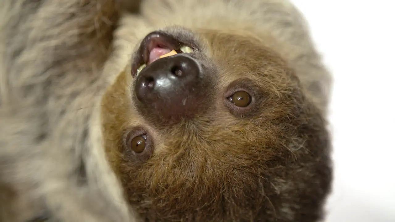 Amazing sloth in slow motion eating sweet potatoes