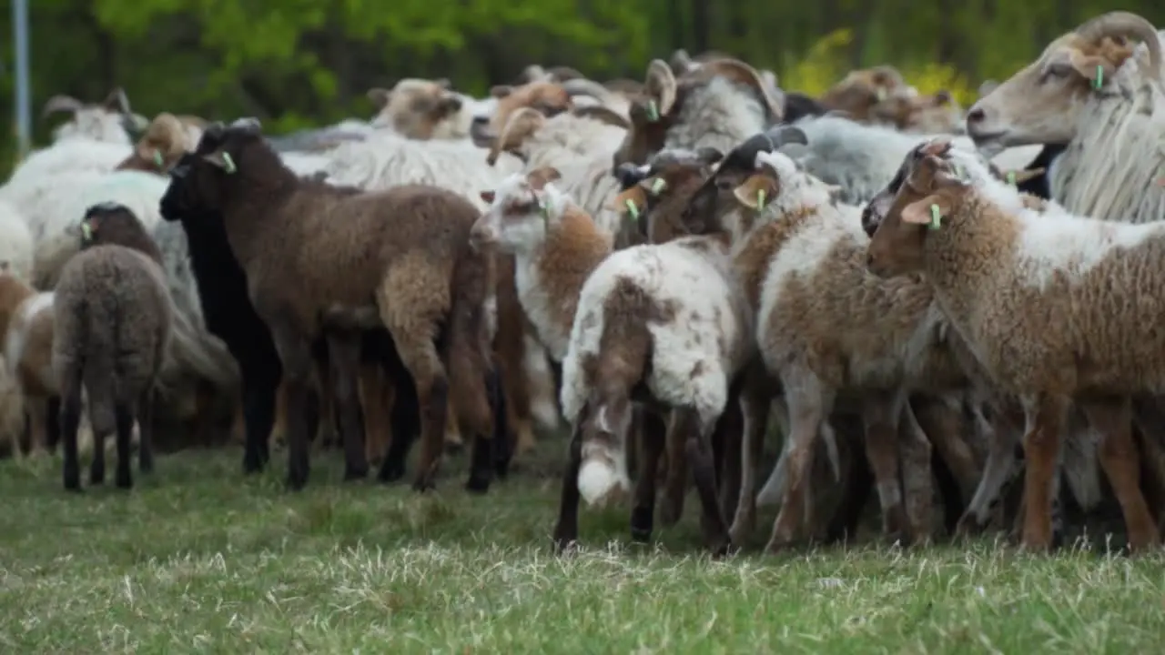 A sheepdog keeping a flock of sheep quietly in place border collie passing and running while herding