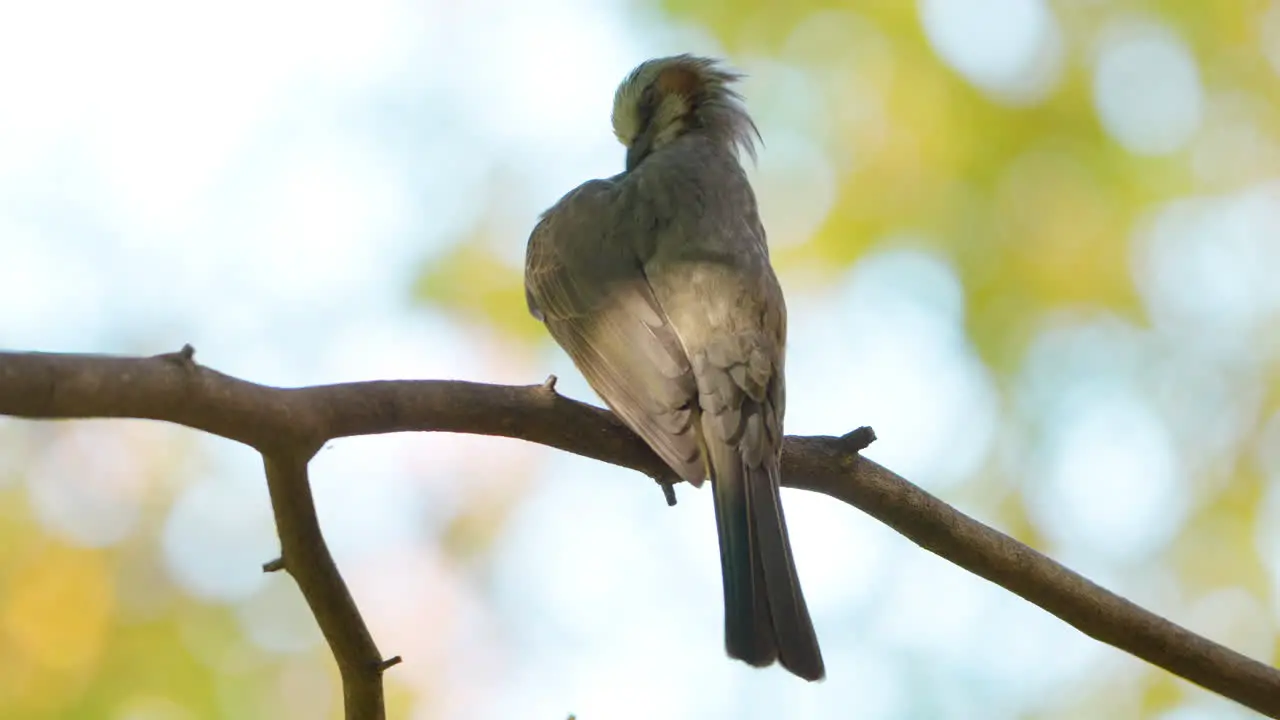 Brown-eared Bulbul Clean Feathers or Preeping Resting in Autumn Park Japan