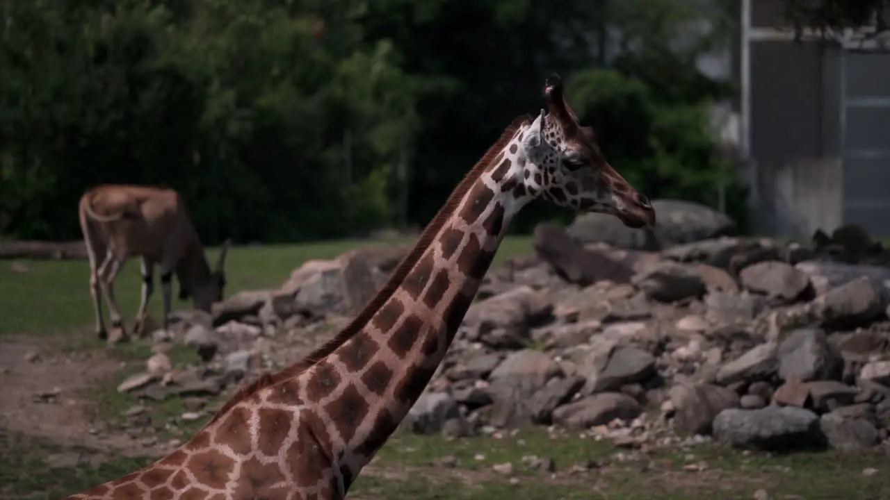 A Giraffe Walking On The Grassland On A Hot Summer Day close up